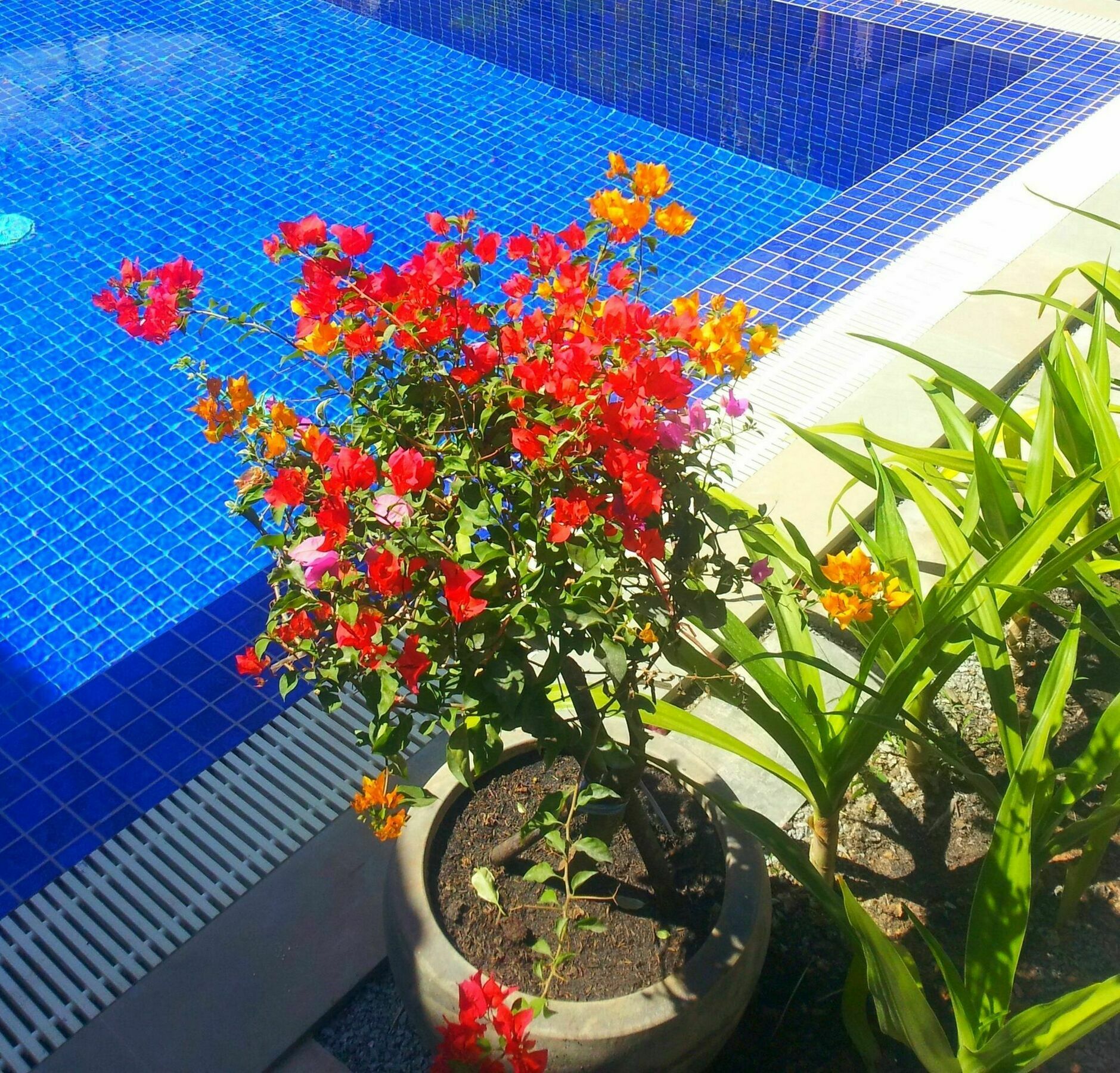 Sweet Mango Villa Siem Reap Dış mekan fotoğraf